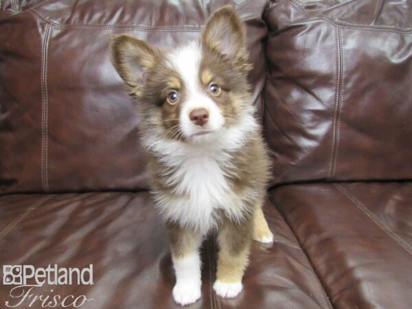 Miniature Australian Shepherd-DOG-Male-Red-25954-Petland Frisco & Mckinney, Texas