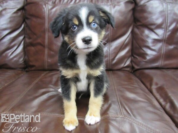 Miniature Australian Shepherd-DOG-Male-Black Tri-25952-Petland Frisco, Texas