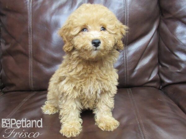 Poodle-DOG-Male-RED-25946-Petland Frisco & Mckinney, Texas