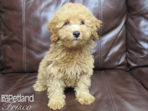 Poodle DOG Male RED 25946 Petland Frisco, Texas