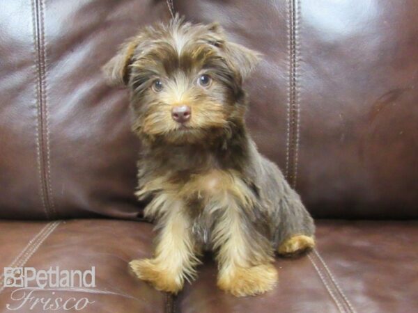 Yorkshire Terrier-DOG-Female-CHOC TAN-25942-Petland Frisco & Mckinney, Texas