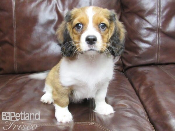 Cava Poo DOG Male Blienhiem 25939 Petland Frisco, Texas