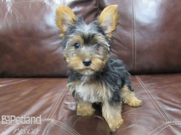 Yorkshire Terrier-DOG-Male-Blk & Tan-25899-Petland Frisco, Texas