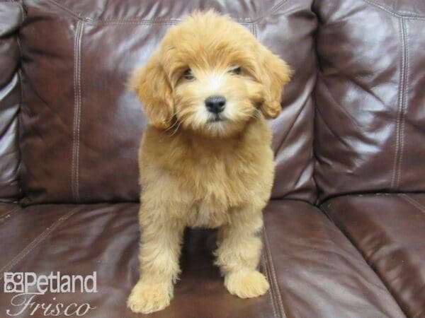F1B Mini Goldendoodle-DOG-Female-Red-25896-Petland Frisco, Texas