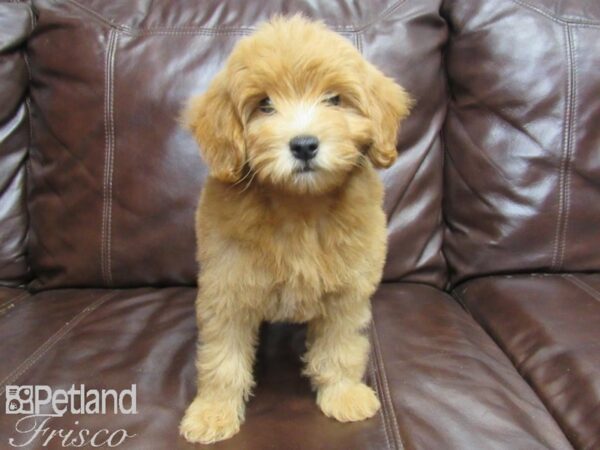 F1B Mini Goldendoodle DOG Female Red 25896 Petland Frisco, Texas