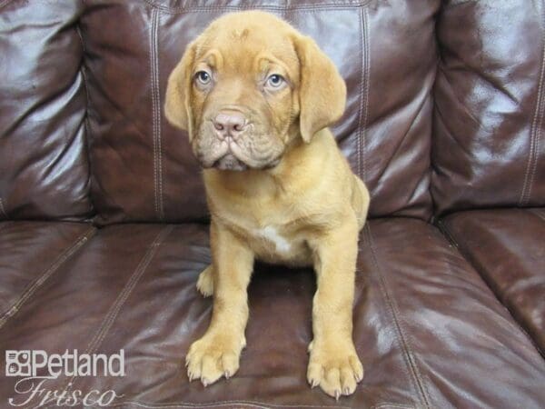 Dogue De Bordeaux-DOG-Male-Red-26035-Petland Frisco, Texas