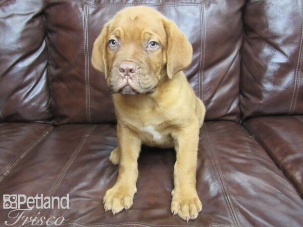 Dogue de Bordeaux DOG Male Red 26035 Petland Frisco, Texas