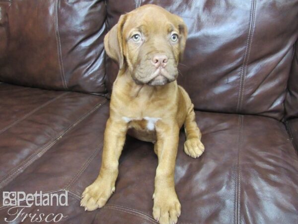 Dogue de Bordeaux DOG Female Red 26034 Petland Frisco, Texas