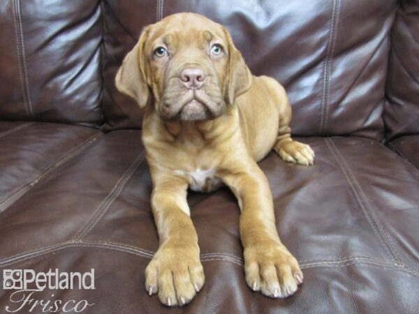 Dogue de Bordeaux DOG Female Red 26033 Petland Frisco, Texas