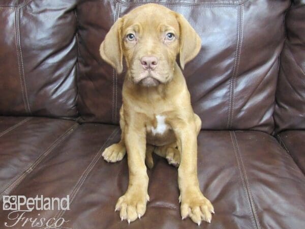 Dogue De Bordeaux-DOG-Female-Red-26032-Petland Frisco, Texas