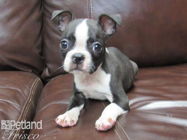 Boston Terrier DOG Male Black and White 26028 Petland Frisco, Texas