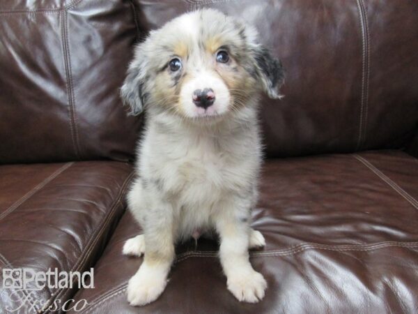 Miniature Australian Shepherd-DOG-Male-Blue Merle-26027-Petland Frisco, Texas