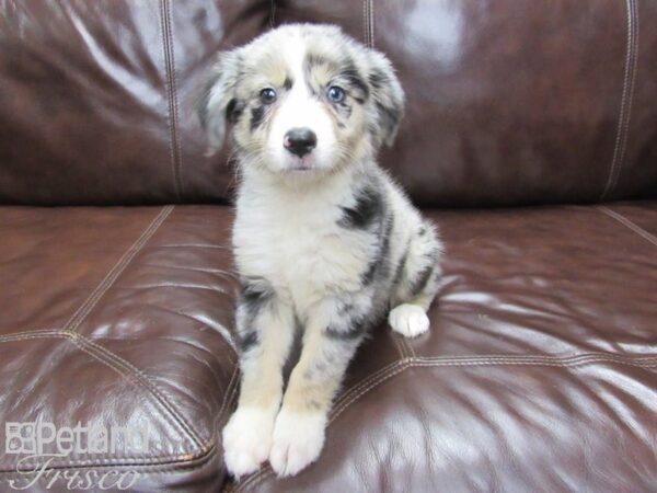 Miniature Australian Shepherd-DOG-Female-Blue Merle-26026-Petland Frisco, Texas