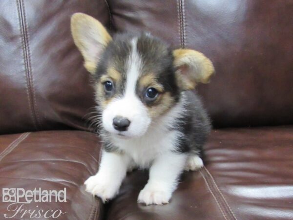 Pembroke Welsh Corgi-DOG-Male-Tri-26024-Petland Frisco & Mckinney, Texas