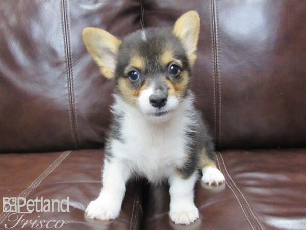 Pembroke Welsh Corgi-DOG-Female-Tri-26023-Petland Frisco, Texas