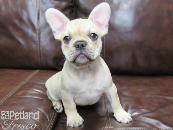 French Bulldog-DOG-Male-Blue Fawn-26011-Petland Frisco & Mckinney, Texas