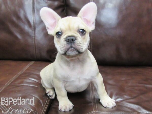 French Bulldog DOG Male Blue Fawn 26011 Petland Frisco, Texas