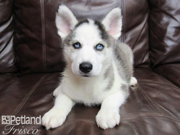 Siberian Husky-DOG-Male-Black and White-26010-Petland Frisco & Mckinney, Texas
