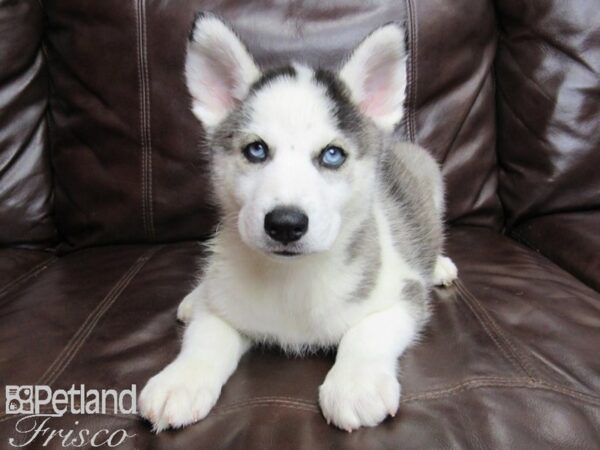 Siberian Husky DOG Male Black and White 26010 Petland Frisco, Texas