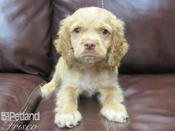 Cockapoo-DOG-Male-Buff-26006-Petland Frisco & Mckinney, Texas