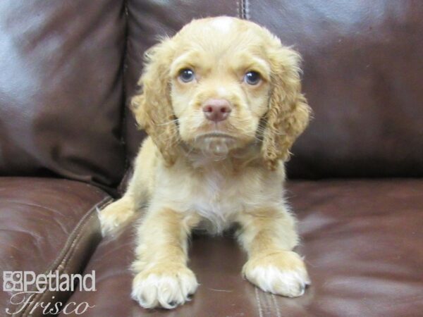 Cockapoo-DOG-Male-Buff-26006-Petland Frisco, Texas