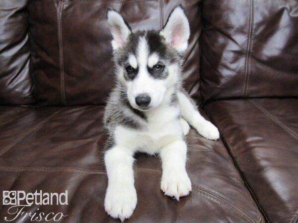 Siberian Husky-DOG-Female-Black and White-26008-Petland Frisco, Texas