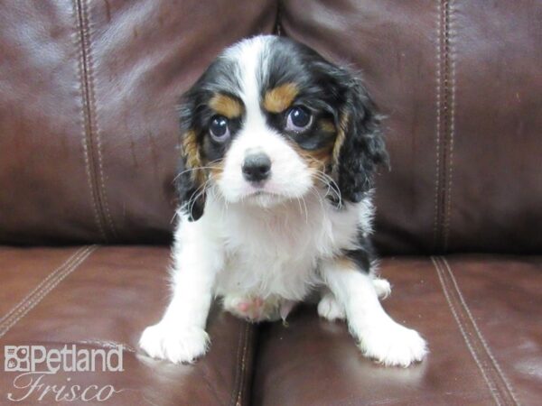 Cavalier King Charles Spaniel DOG Male TRI 26059 Petland Frisco, Texas