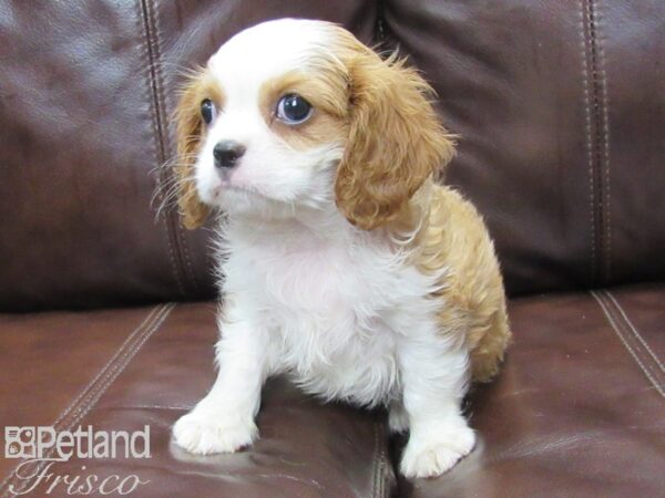 Cavalier King Charles Spaniel-DOG-Male-BLENHEIM-26058-Petland Frisco & Mckinney, Texas