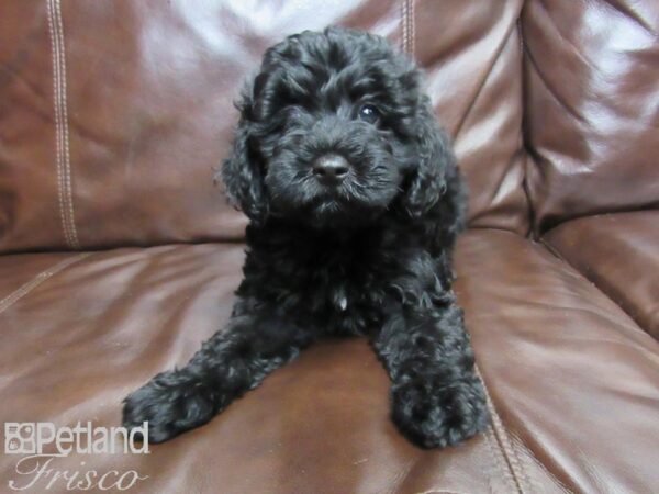 F2 MINI GOLDENDOODLE DOG Male BLK 26056 Petland Frisco, Texas