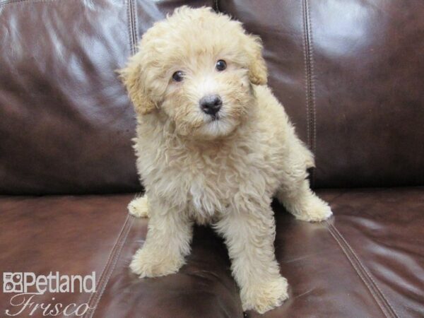 F2 MINI GOLDENDOODLE DOG Male RED 26055 Petland Frisco, Texas