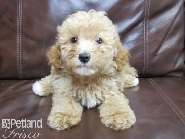 F2 MINI GOLDENDOODLE DOG Male RED 26054 Petland Frisco, Texas