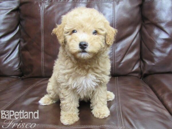 F2 MINI GOLDENDOODLE DOG Female RED 26053 Petland Frisco, Texas