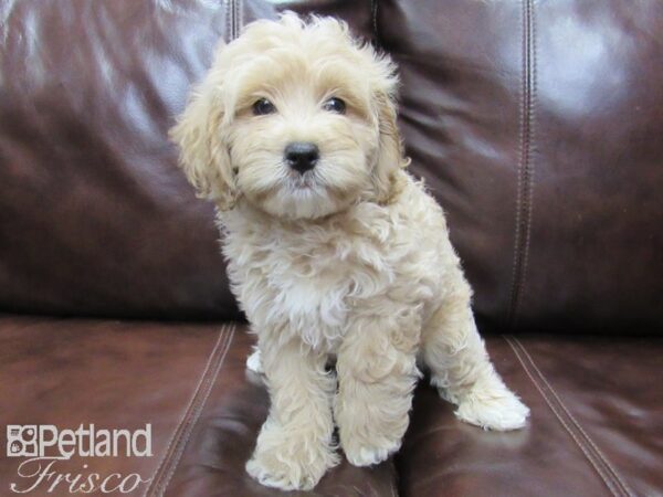 Cockadoodle DOG Female RED 26052 Petland Frisco, Texas