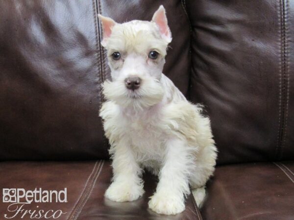 Miniature Schnauzer-DOG-Female-LIVER MERLE-26050-Petland Frisco & Mckinney, Texas