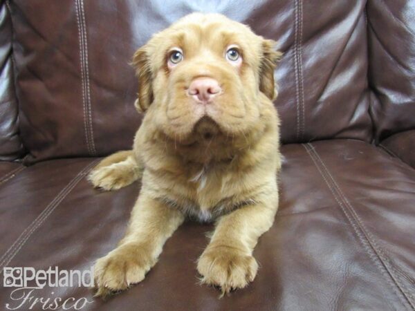 Mini Hippo-DOG-Male-RED-26047-Petland Frisco & Mckinney, Texas