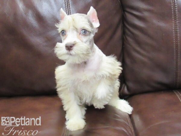 Miniature Schnauzer-DOG-Female-LIVER MERLE-26049-Petland Frisco, Texas