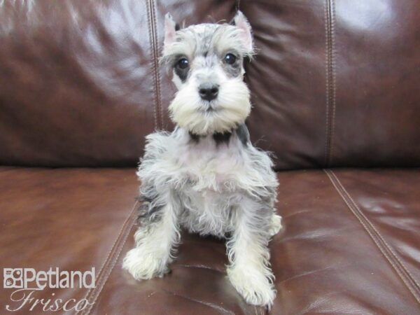 Miniature Schnauzer-DOG-Male-BLUE MERLE-26048-Petland Frisco & Mckinney, Texas