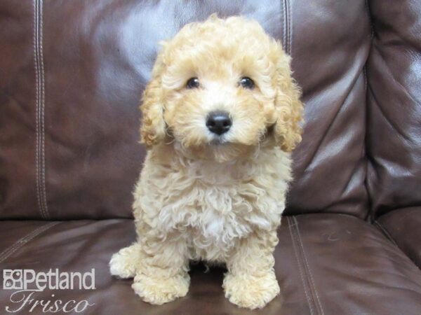 Poodle DOG Male RED 26046 Petland Frisco, Texas