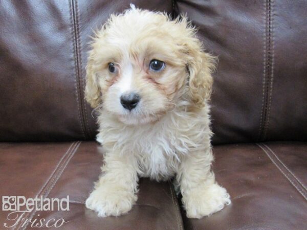 Cava Chon-DOG-Male-RUBY-26044-Petland Frisco, Texas