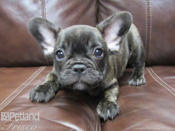 French Bulldog-DOG-Male-BRINDLE-26043-Petland Frisco & Mckinney, Texas