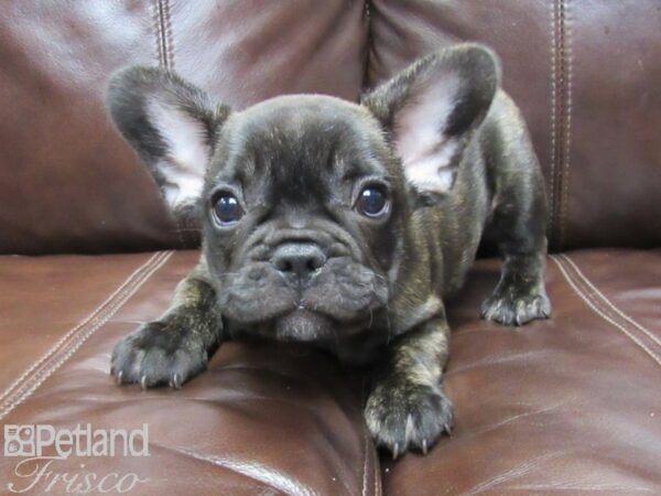 French Bulldog DOG Male BRINDLE 26043 Petland Frisco, Texas