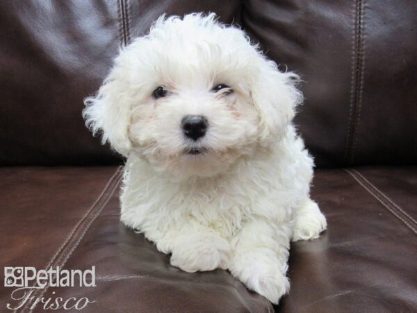 Bichon Frise DOG Male WHITE 26042 Petland Frisco, Texas