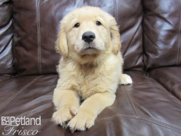 Golden Retriever-DOG-Male-Golden-26041-Petland Frisco, Texas