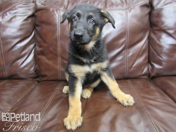 German Shepherd DOG Male Black & Tan 26040 Petland Frisco, Texas