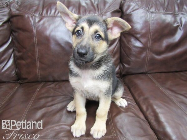 German Shepherd DOG Female Black & Tan 26039 Petland Frisco, Texas