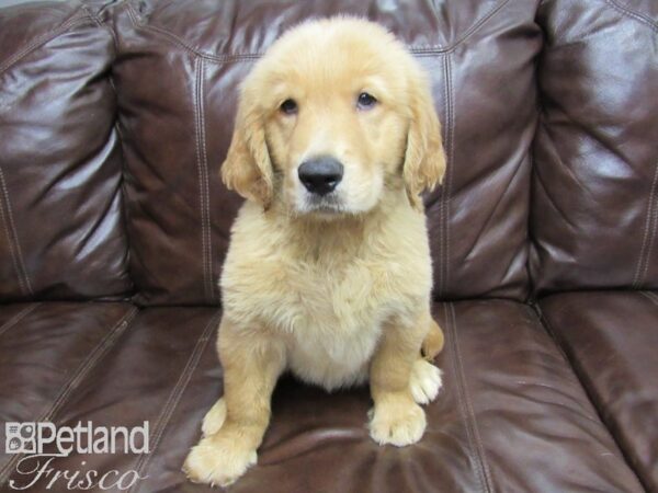 Golden Retriever-DOG-Male-Golden-26038-Petland Frisco & Mckinney, Texas