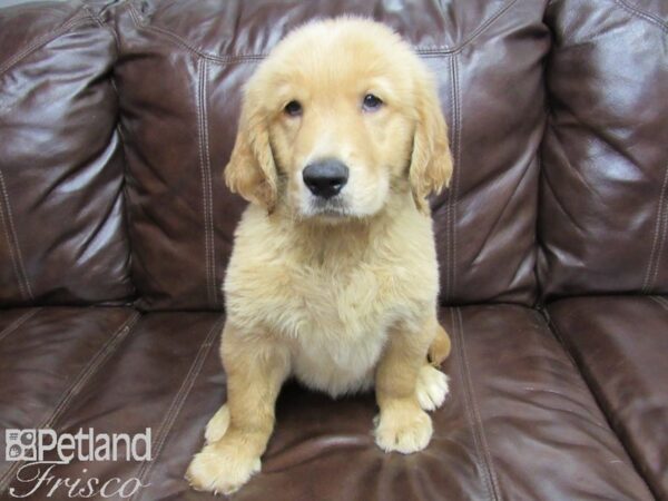 Golden Retriever-DOG-Male-Golden-26038-Petland Frisco, Texas