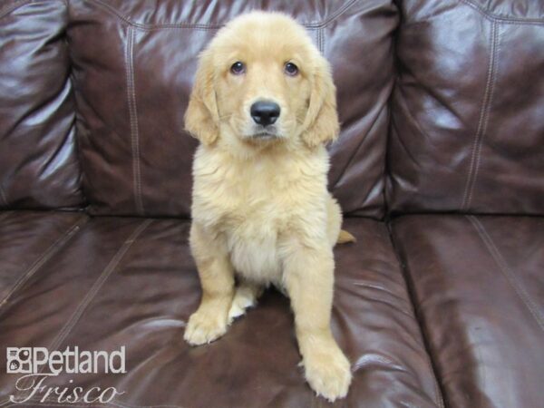 Golden Retriever-DOG-Female-Golden-26037-Petland Frisco, Texas