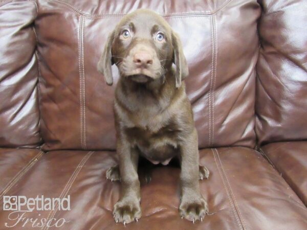 Labrador Retriever DOG Female Chocolate 26036 Petland Frisco, Texas