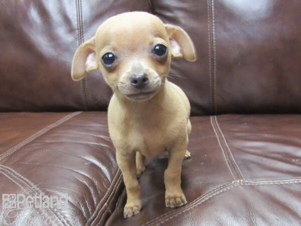 Chihuahua-DOG-Male-Blue-26031-Petland Frisco, Texas